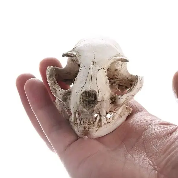 

skull model resin animal skeleton animal skull model resin skull handlebar