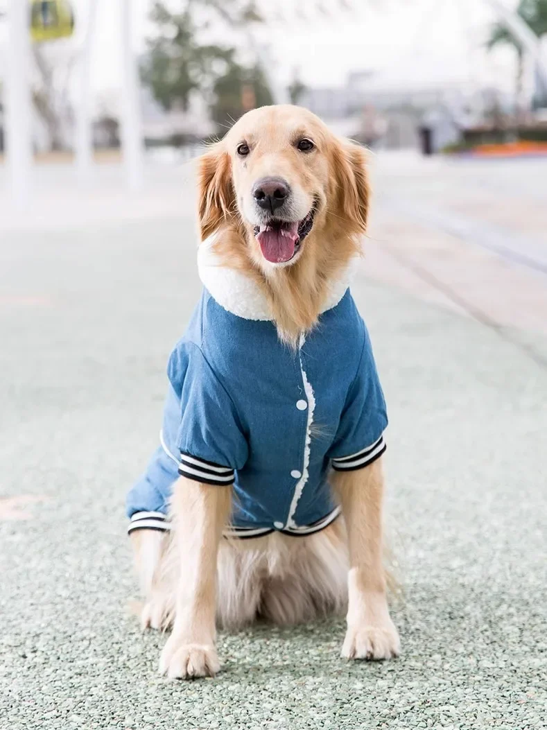 Corduroy Large Dog Denim Cotton Jacket with Thickened Samo Gold Fur, Husky Labrador Large Dog Clothing for Autumn and Winter