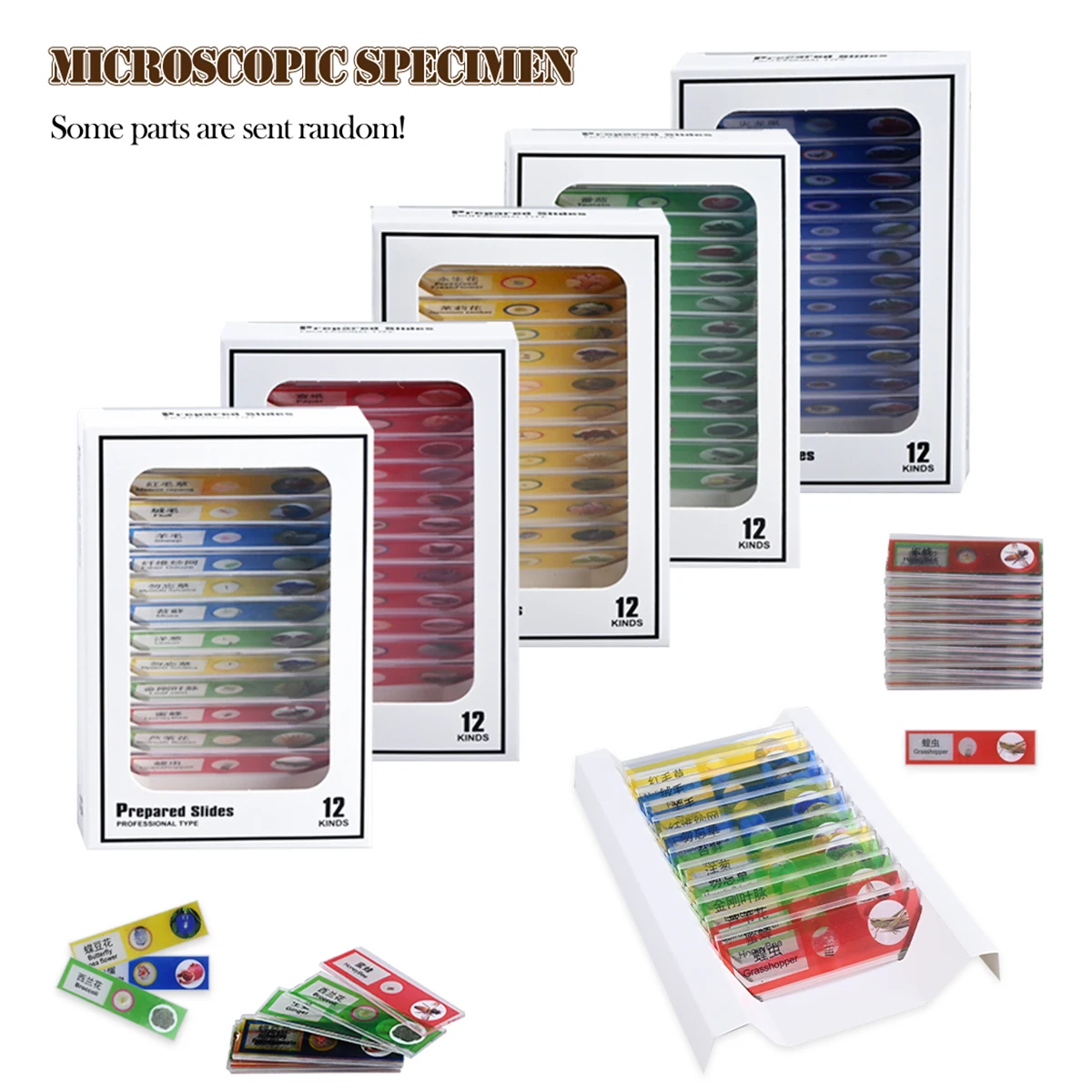 สไลด์กล้องจุลทรรศน์ 12 ชิ้น ตัวอย่างทางชีวภาพพลาสติก การศึกษาวิทยาศาสตร์ชีวภาพสําหรับกล้องจุลทรรศน์นักเรียน รูปแบบสุ่ม