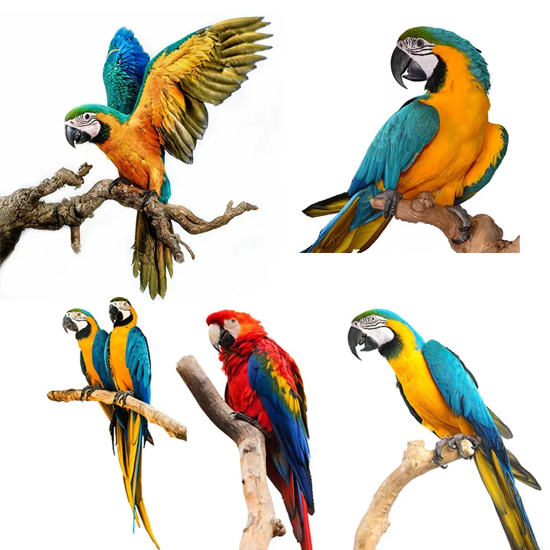 

M424 Exquisite Hand Painted Color Parrot Wall Sticker Home Decoration Decals for Bedroom Kitchen Living Room Walls Decor
