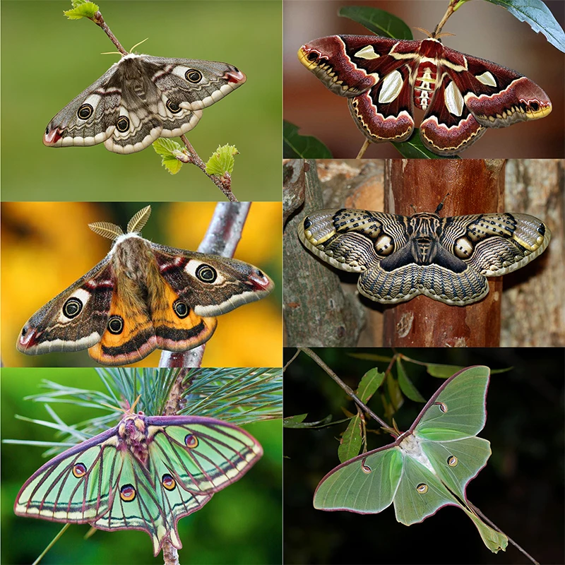 Beautiful Moths Enamel Pin Collection Christmas Crimson Moth Butterfly Brooch Badge