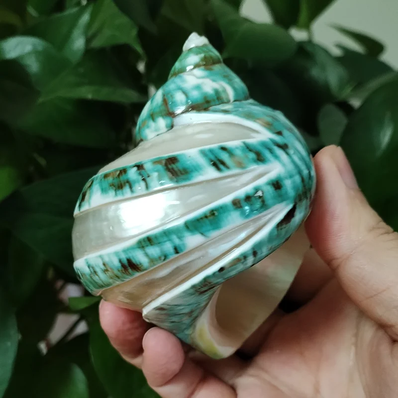 9-11cm Natural Large Hermit Crab Shells Real Banded Green Blue Gade Turbo Collection Coastal Home Decor Accent and Vase Filler images - 6