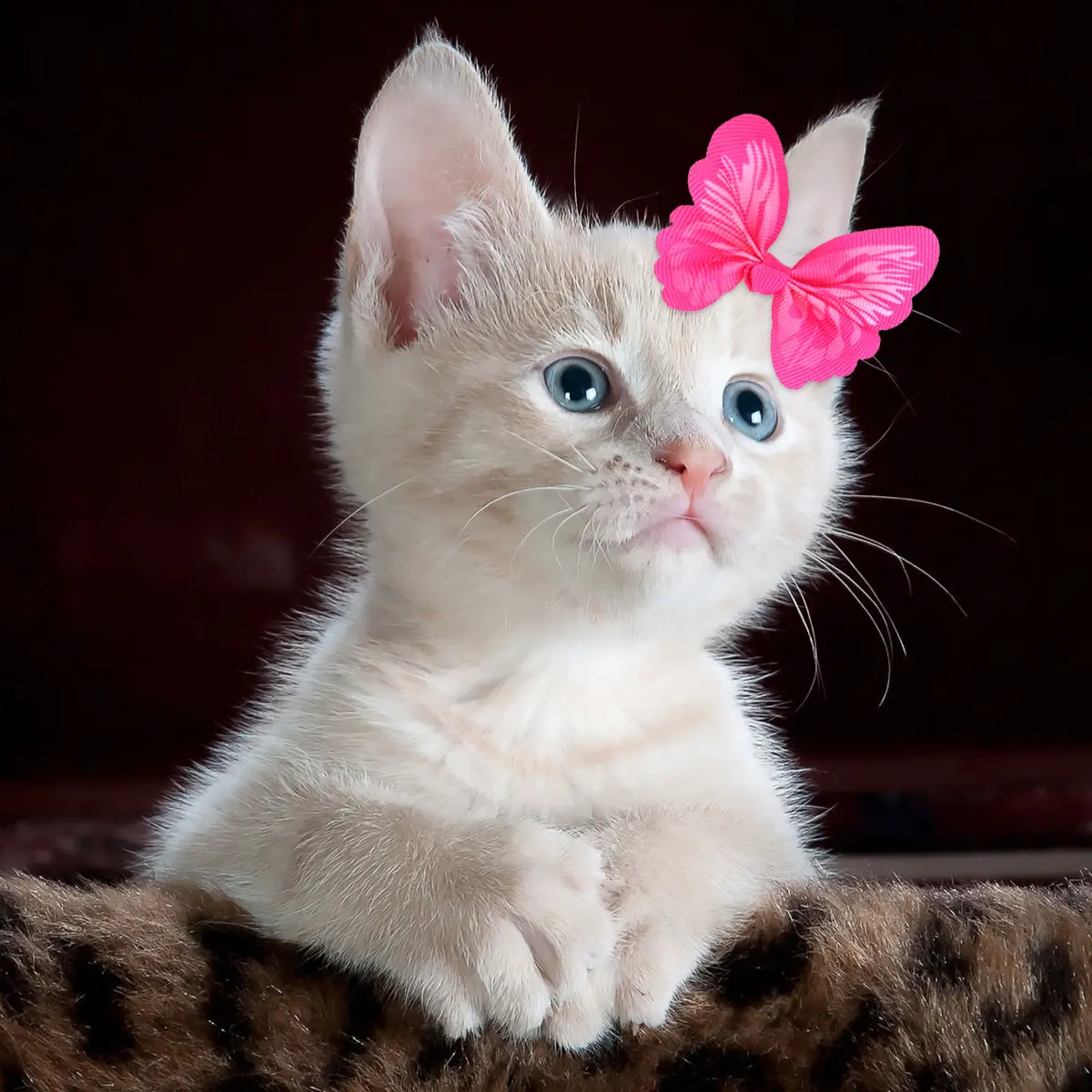 

20 Pcs Butterfly Set Pet Tie Dog Rope Elastic Puppy Bows Hair Holder Stylish Long Hair Pets Accessories