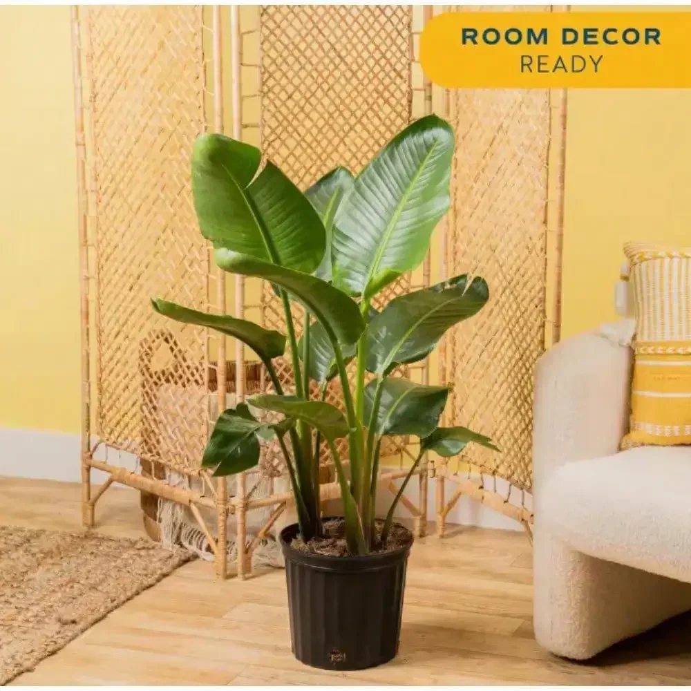 

Live Plants, Indoor Plant in 10 in. Decor Pot, Avg. Shipping Height 2-3 ft. Tall, adding vertical presence to a room