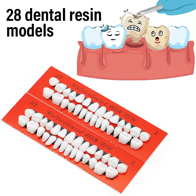 28pcs Resin Denture Teeth Practice Dental Training Teeth Model Permanent Resin Set for Dentistry Teaching Oral Materials
