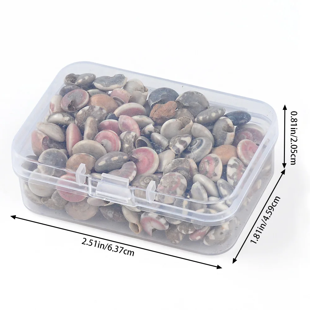 26g natural conch shell mini conch corn screw box wall decoration DIY aquarium landscape shell jewelry DIY craft image 6