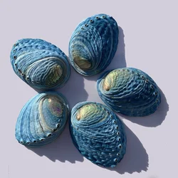 New Zealand Abalone Natural Shell Specimen Fish Tank Decoration Collection Ornament Beach Decorations for Home Abalone Shell