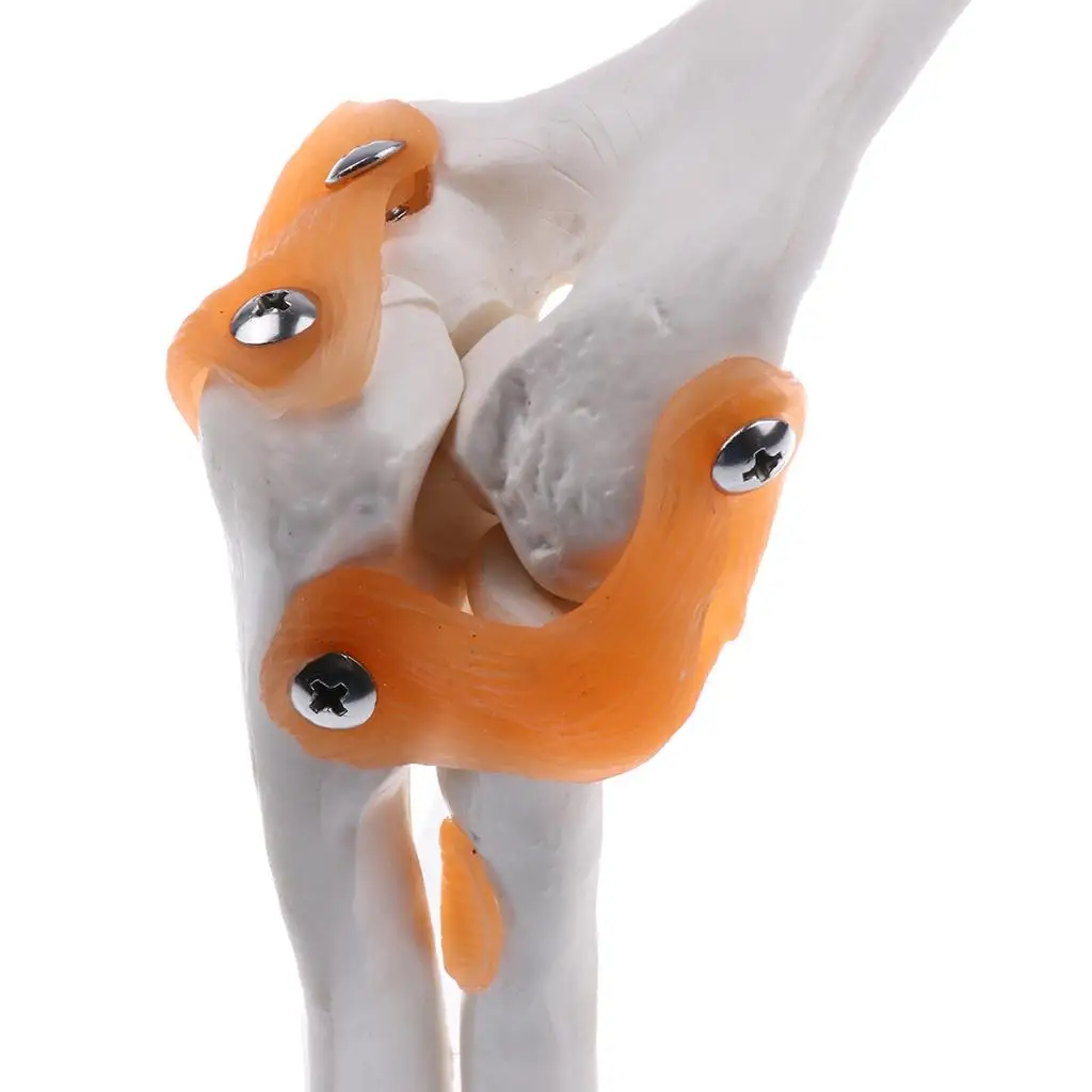 1: 1 Model Ligament Joint Elbow Human Statue Supplies Base PVC