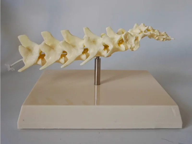 Dog spine model Dog skeleton Dog skeleton Dog skeleton Animal skeleton pet veterinary teaching model