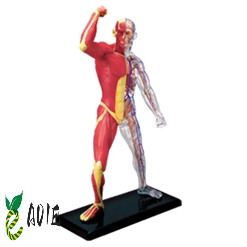 -Torso Human Body Model Removable Parts Education Organs Model For Teaching Study Class Students