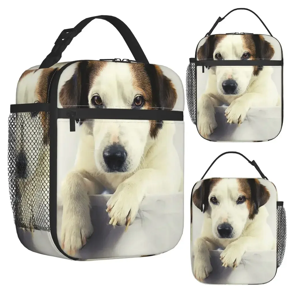 Dog Jack Russell Terrier Photo Insulated Lunch Bag for Women Office Cooler Thermal Food Box Tote Portable Lunch Boxes Container