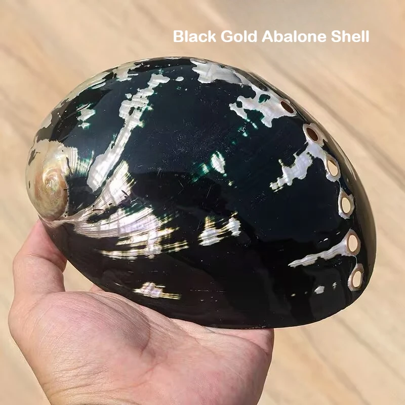Natural Black Gold Abalone Shell Fish Tank Landscaping Aquarium Decoration Shooting Props Creative Home Ornament Conch Shells