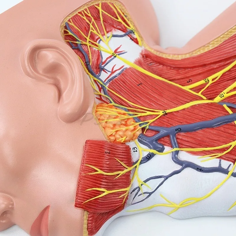 Medical Anatomy Model of Human Neck Skull Superficial Blood Vessels Nerves Muscles Skin