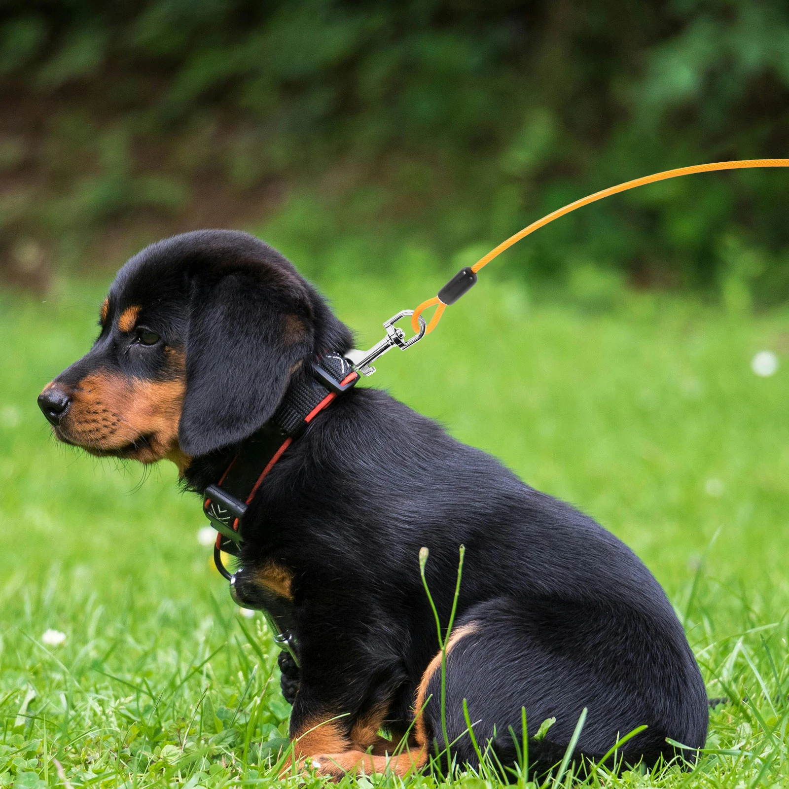 

Pet Steel Wire Traction Rope 5mm x 5m Dog Leash PVC Coating Durable Spring Hook for Small Medium Pets Outdoor Walking Training