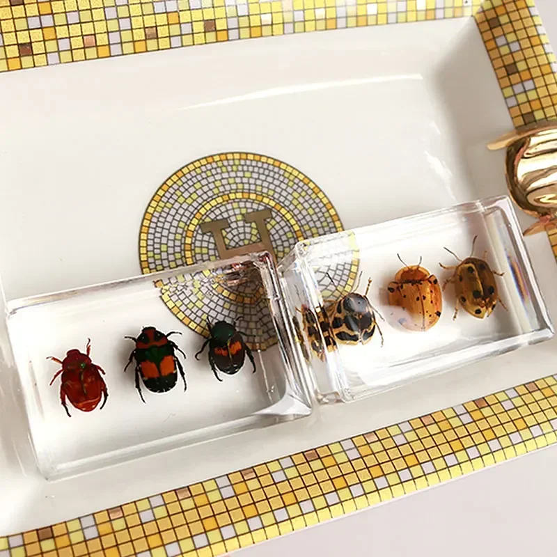 Resin Specimen Bugs Collection Paperweights Arachnid Insect Spec  decoration  home accessories in random