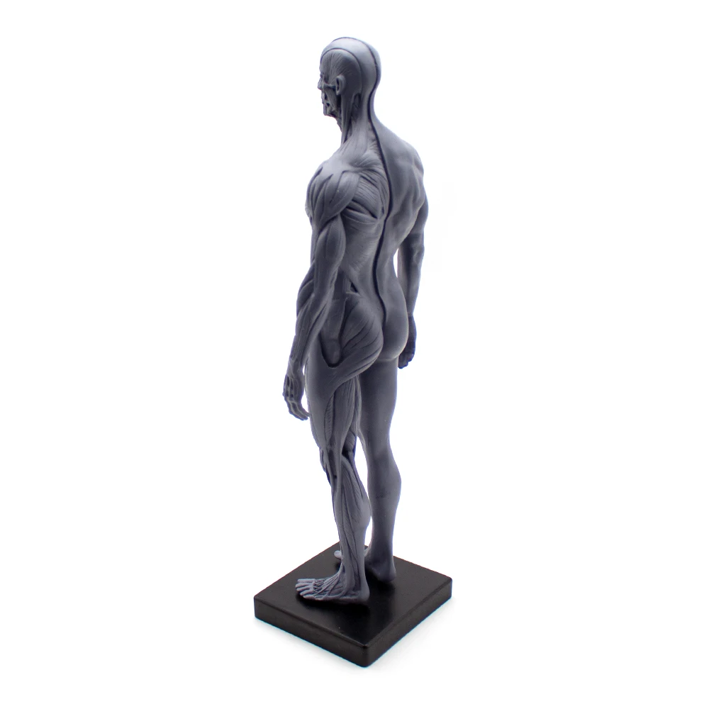 Escultura de sangre de cráneo de anatomía anatómica humana, modelo de cuerpo de cabeza, modelo de hueso muscular masculino y femenino 1:6, altura del cuerpo humano de 30CM
