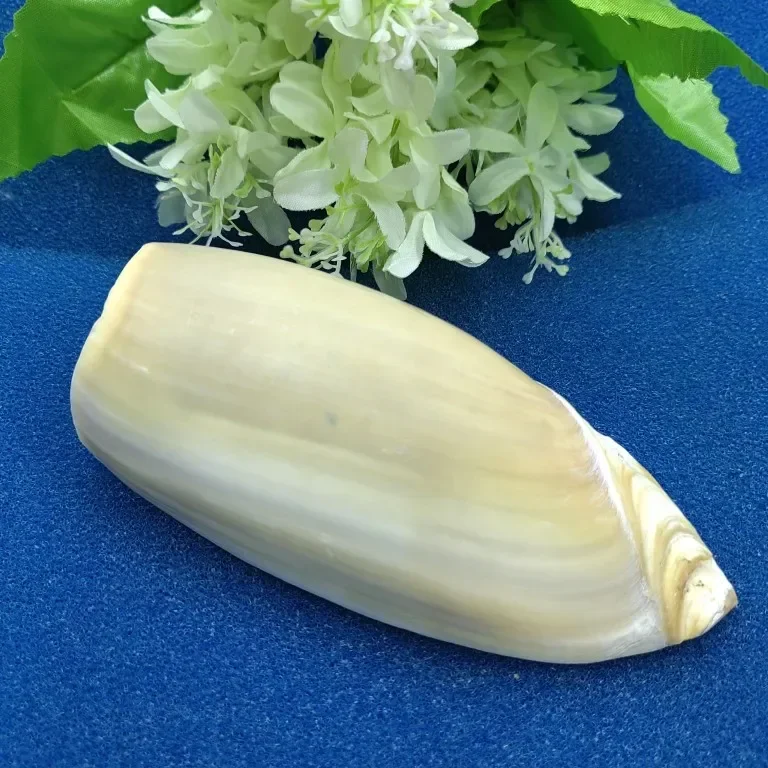 Huge Conch Seashells Volute Cymbiola Imperialis Natural Shell Perfect for Fish Tank Wedding Home Decor Beach Theme Party 10-15cm