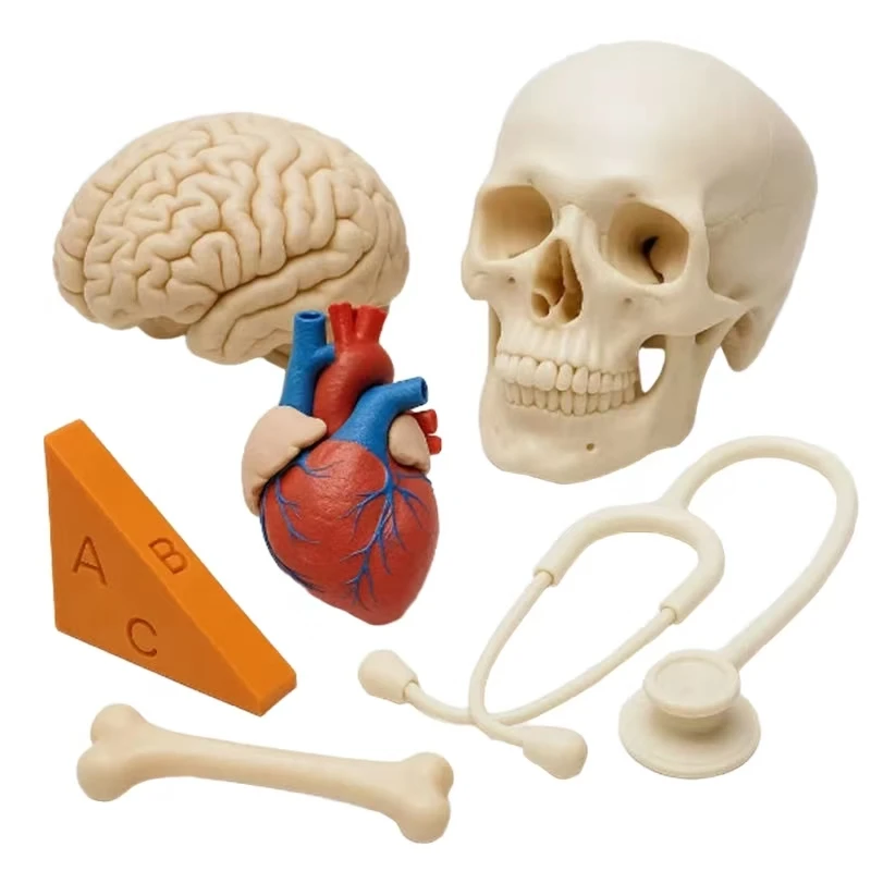 Injection Mould Service Custom-Made Silicone Plastic Simulation Human Organs and Medical Tools Teaching Props.