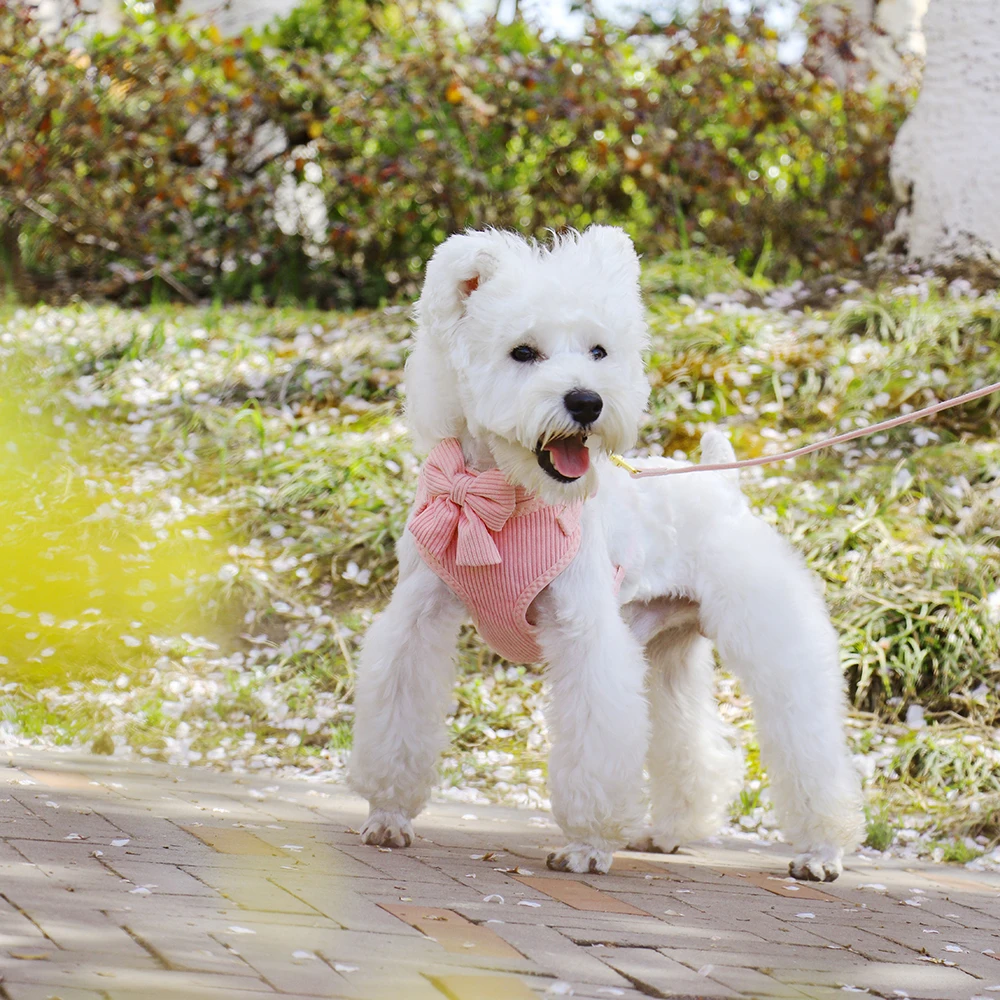 Corde à marche chien: les points forts et limites à connaître 2 corde à marche chien – caractéristiques techniques
