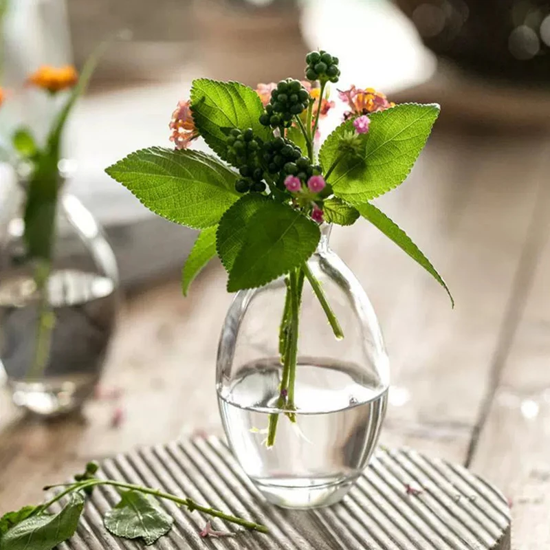 Transparent Glass Vase Avocado Seed Starters Vase Seed Growing Kit Avocado Vase For Growing Gift For Gardening Lovers Home Decor