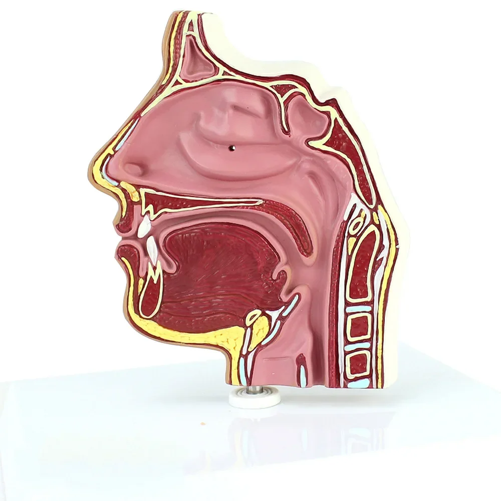Human Medical Nasal Anatomy Model Nasal Endoscopy Puncture Nasal Anatomy Model Otolaryngology