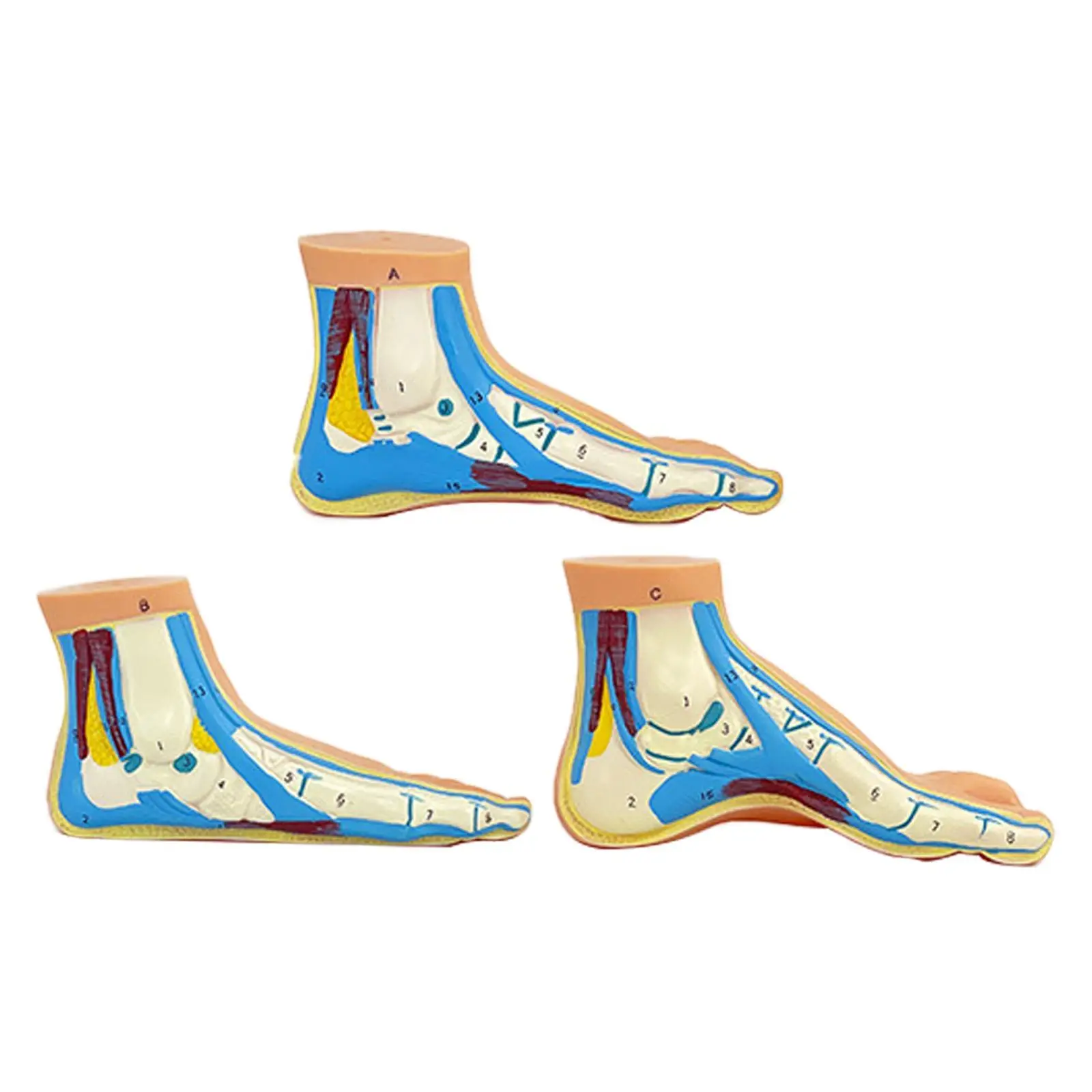 3x Human Foot Model Teaching Tool Fine Details Professional Teaching Model