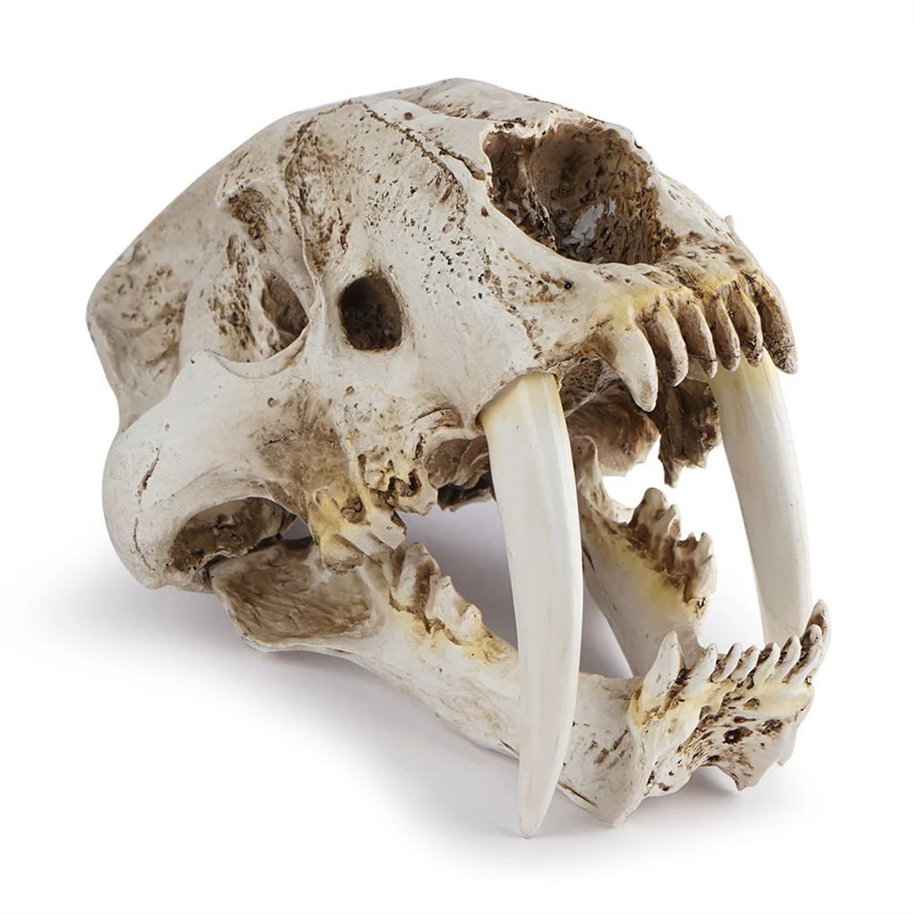 Resin Skull Decor Smilodon Saber Tooth Tiger Craft Figurines Home Bar Desk Gothic Style Teaching Prop for Halloween Party