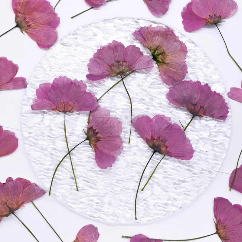 48 fleurs de gerbera naturelle - Dried Flower Bookmark avis et prix