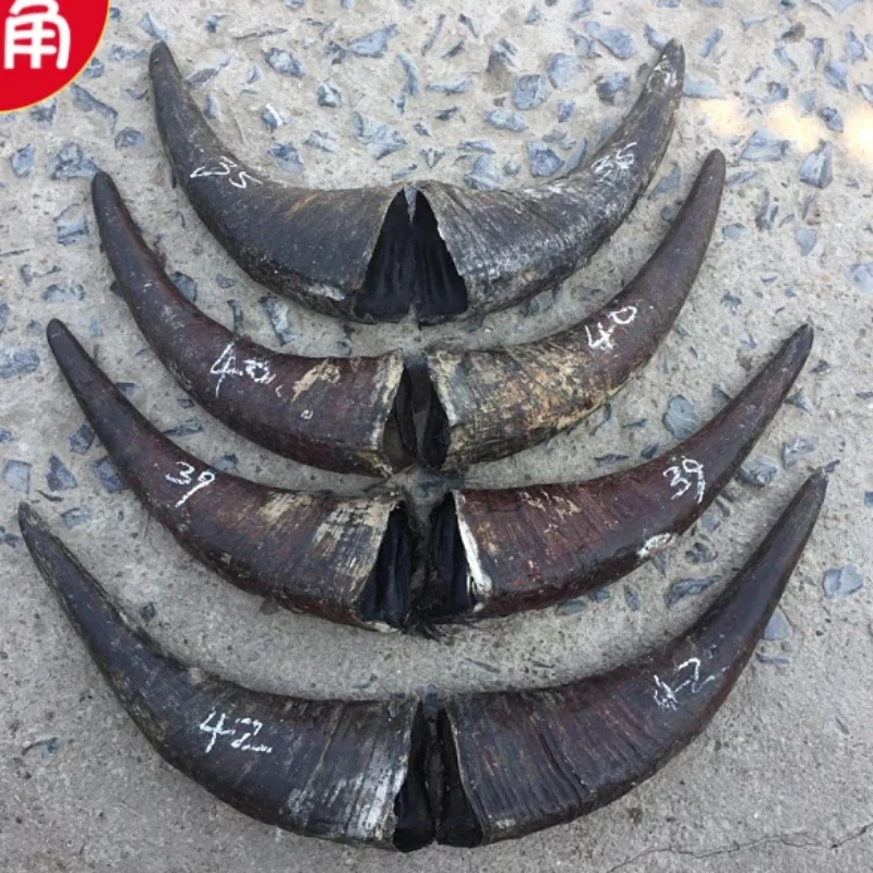Diagonal Buffalo Horn Raw Material for Ornaments, 1 Pair, Hollow Raw Material, Can Make Furnishings