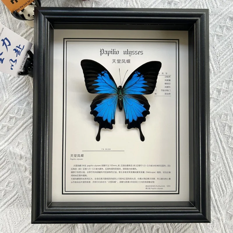 Real Animal Specimen Frame Handmade Three-Dimensional Decorative Item Jewelry Wall Hanging Birthday