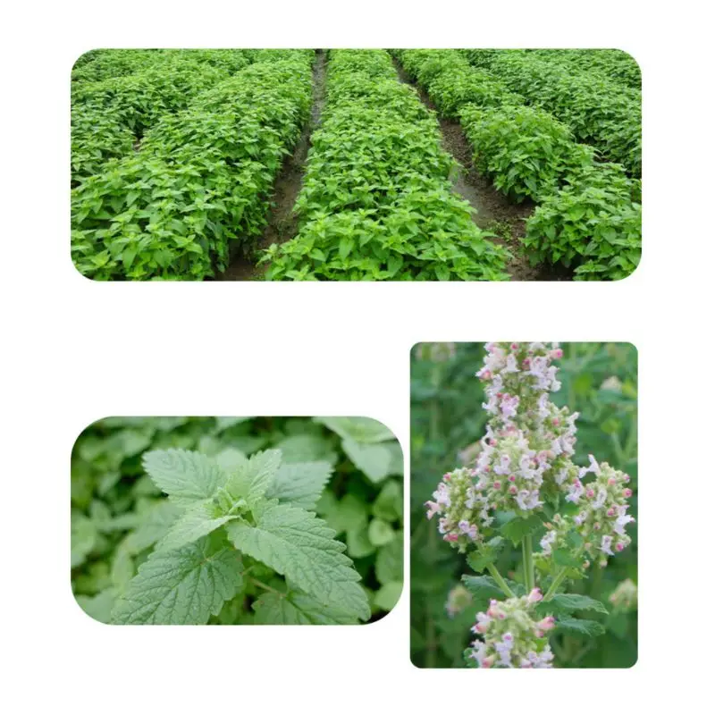 Premium Natural Catnip Selected for Fresh Catnip Leaves Natural for Cat Mint Treats 10g/20g/30g for Pet for Cat Kitten D