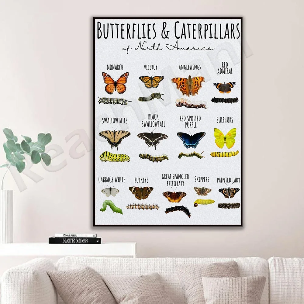 North American Butterfly and Caterpillar Poster, Insect Knowledge Wall Art, Butterfly Identification Wall Decor