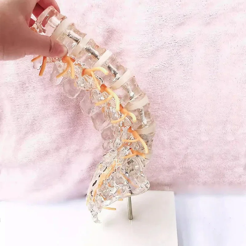 Transparent Lumbar spine model with Tailbone Intervertebral disc Spinal nerve Sacrum Tail vertebra Orthopedic 3D teaching
