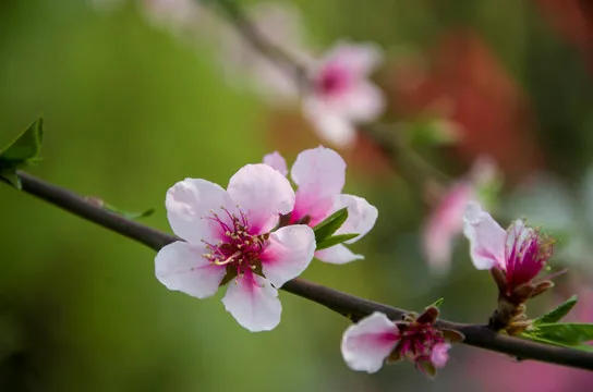 

RC Car 4pcs 133mm 1/10 Monster Truck Tires Big Wheel 12mm Hex for Trxs HIMOTO HSP HPI Tamiya Kyosho Upgrade Parts