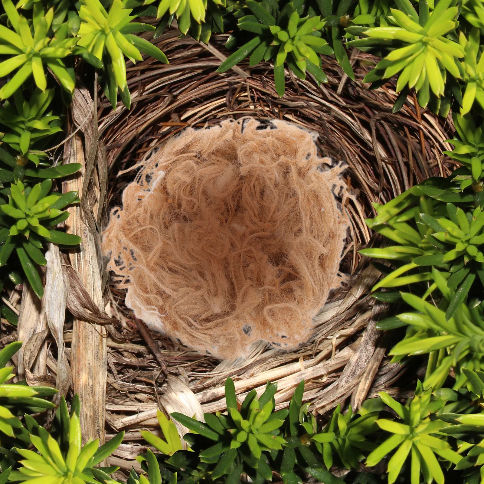 

1 Box Natural Bird Material 40G Mixed Jute Fiber For Parakeets Canaries Finches Diy Nesting Supplies Bedding Accessories Wild