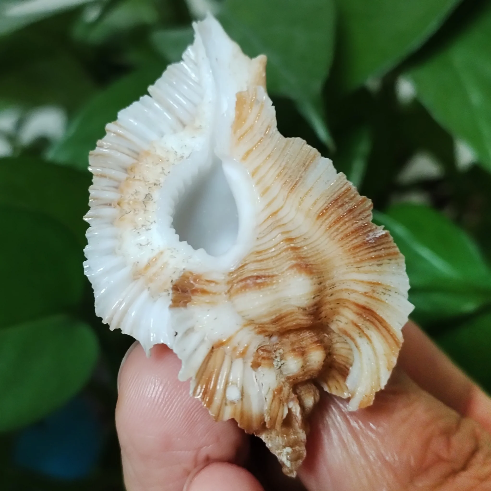 Natürliche Loebbeck's Murex Sea Shell Rare Marchia Loebbeckei Exemplare Collection für