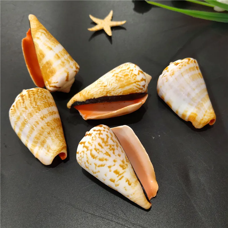 Floraconus rufimaculosus,Bubble Cone,Conus citrinus,Conch Shell Fish Tank Micro Landscape Props,4-5cm