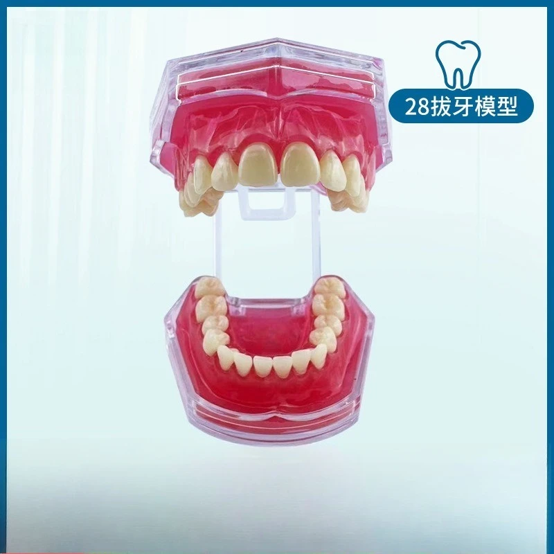 Oral teaching tooth model, dental removable dental implant practice soft gums 28 tooth extraction model