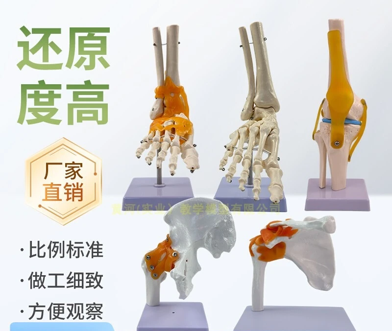 

Human joint model bone elbow wrist ankle bone shoulder knee joint hip bone department attached ligaments medical teaching aids