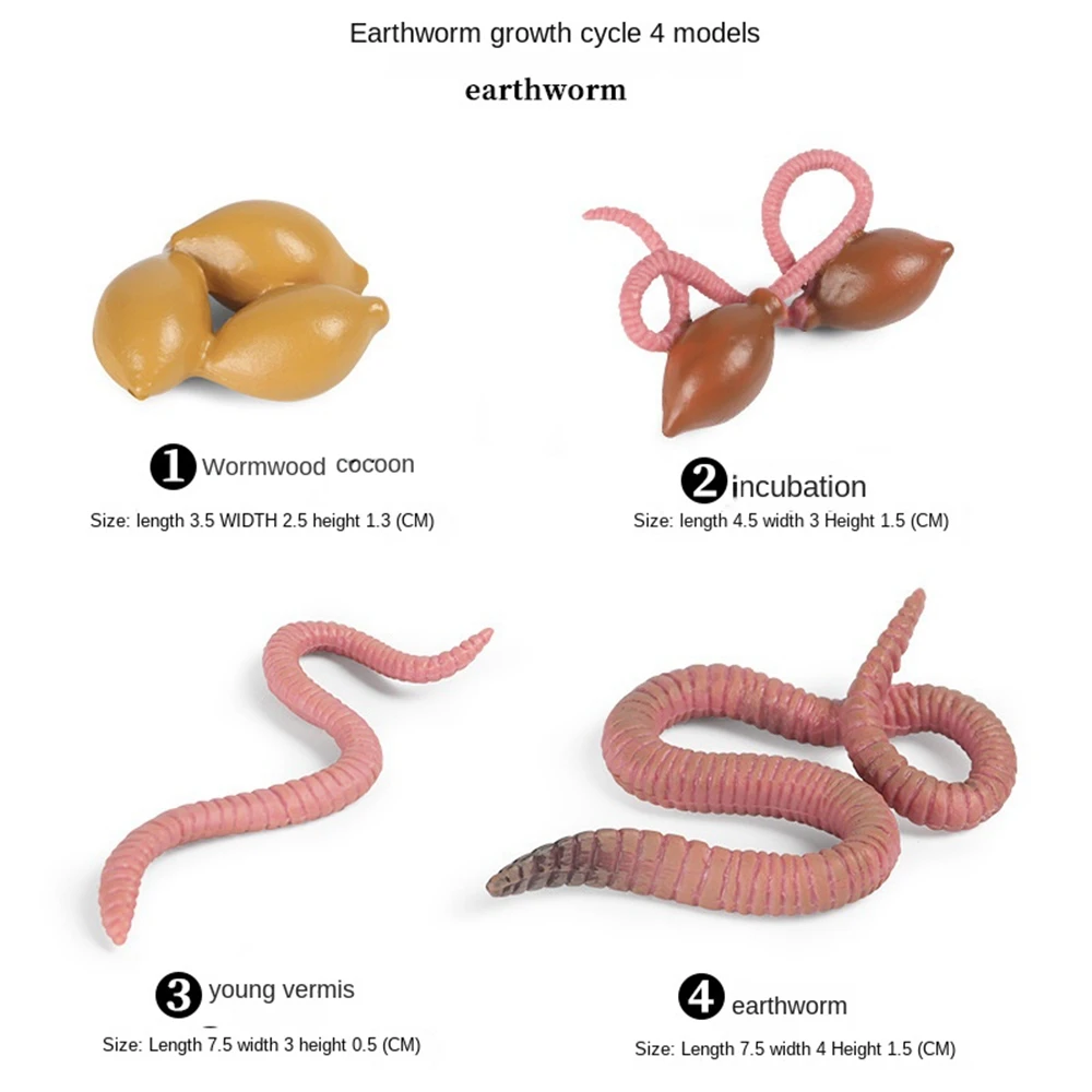 วงจรชีวิตของกบหอยทากไส้เดือนแมลงปอลูกอ๊อดไข่กับกบชุดตุ๊กตาสัตว์ครึ่งบกครึ่งน้ำปลอดภัยโครงการโรงเรียน