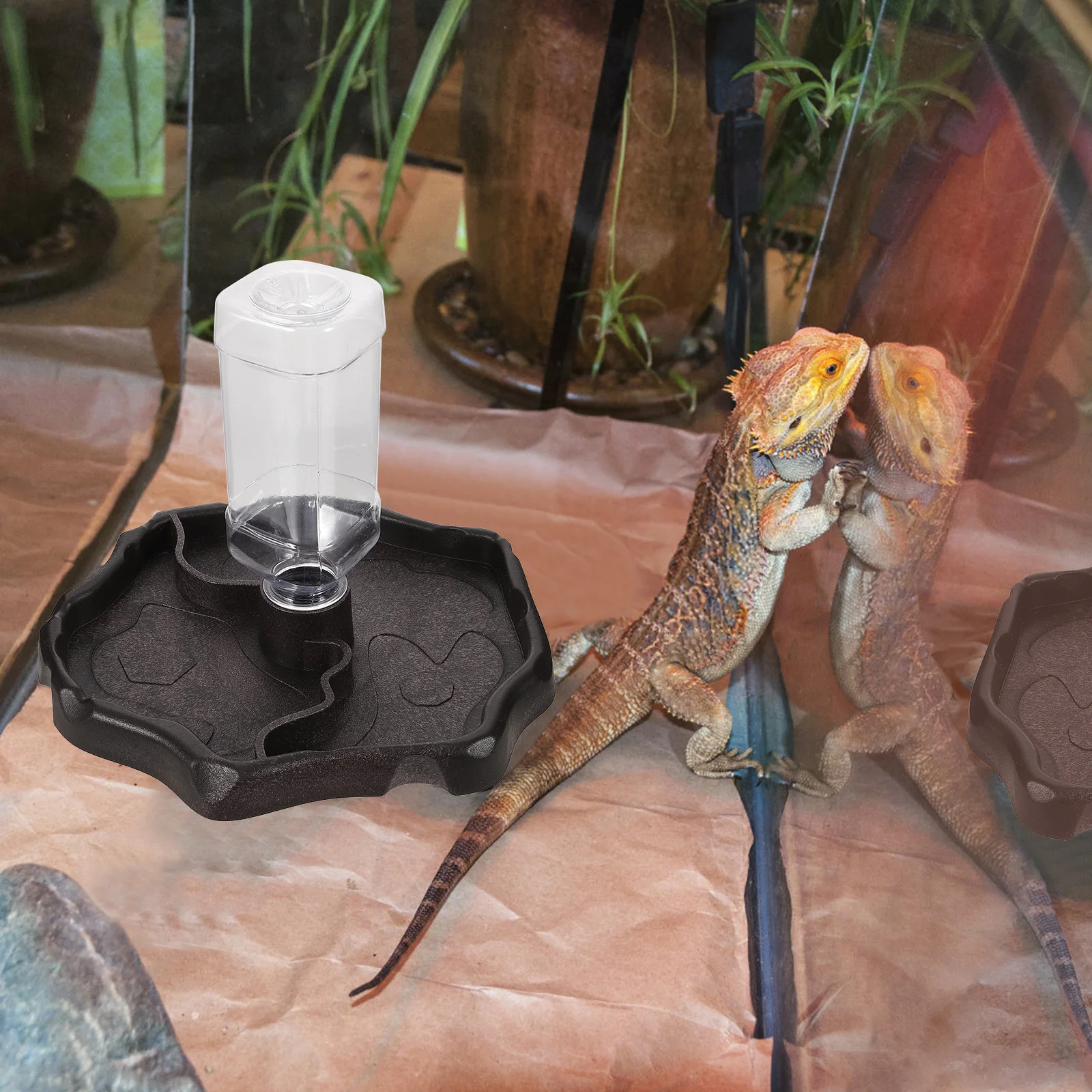 

Automatic Lizard Sturdy ABS Perfect for Small Reptiles Gecko Bowls Terrarium Accessories Food Supplies Pet Reptile Pets Water