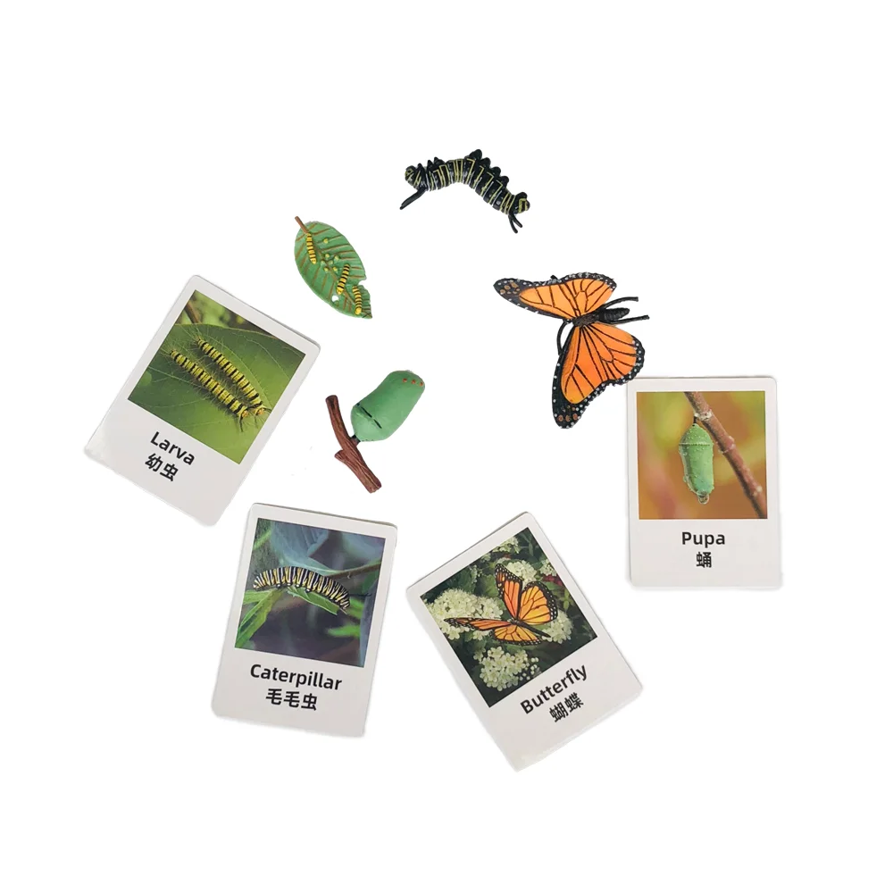 Ciclo de vida da borboleta jogo de ciclo de crescimento com cartões cognitivos montessori brinquedos educativos materiais de biologia ferramentas de aprendizagem precoce
