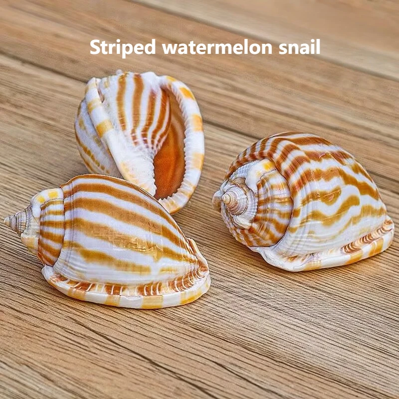 New Natural Conch Shell Striped Watermelon Snail Fish Hermit Crab Replacement Succulent Potted Fish Tank Landscaping Ornament