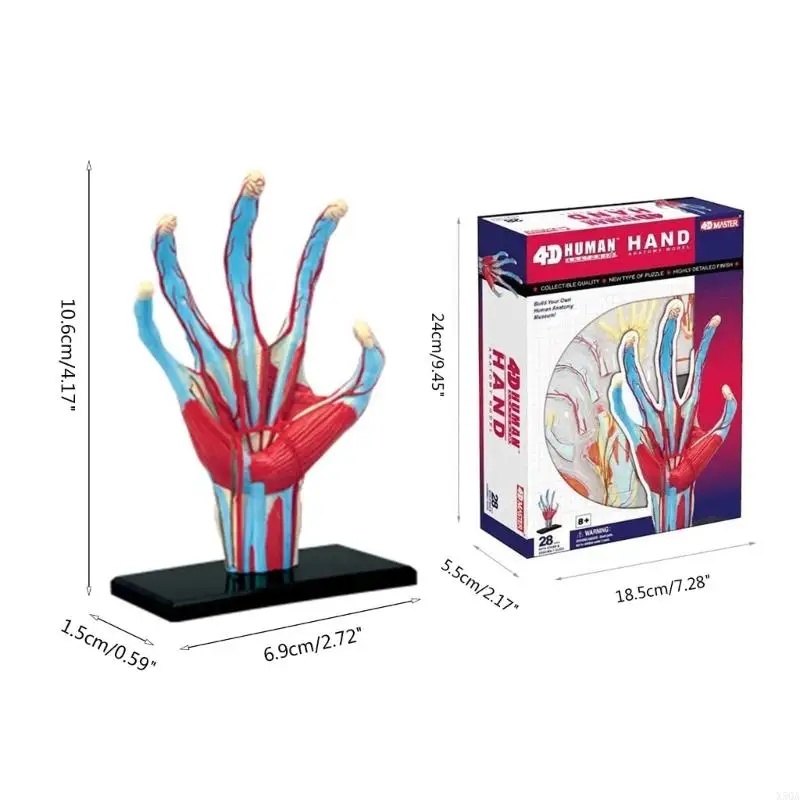 Hand Skeleton Model with Blood Vessels 28Parts Easy Mounting Hand Model 