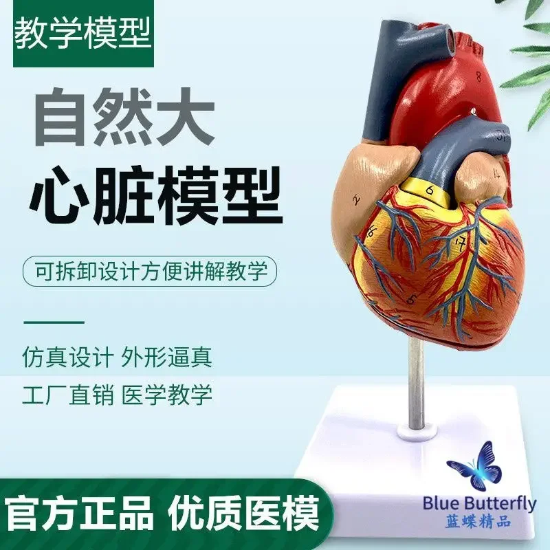 

1: 1. Anatomical Model Of Human Heart, B-ultrasound, Color Ultrasound, Heart Model Disassembly, Medical Cardiology Teaching