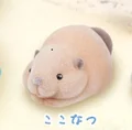 light brown beaver