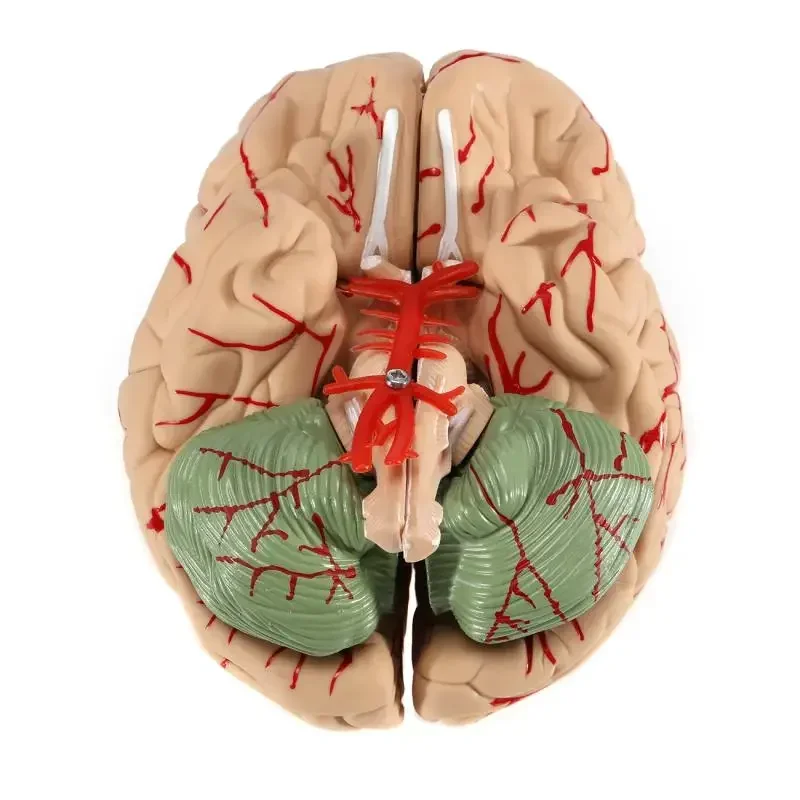 Human Brain Model Anatomically Accurate Brain Model Human Brain Anatomy for Science Classroom Study Display Teach Medical Model