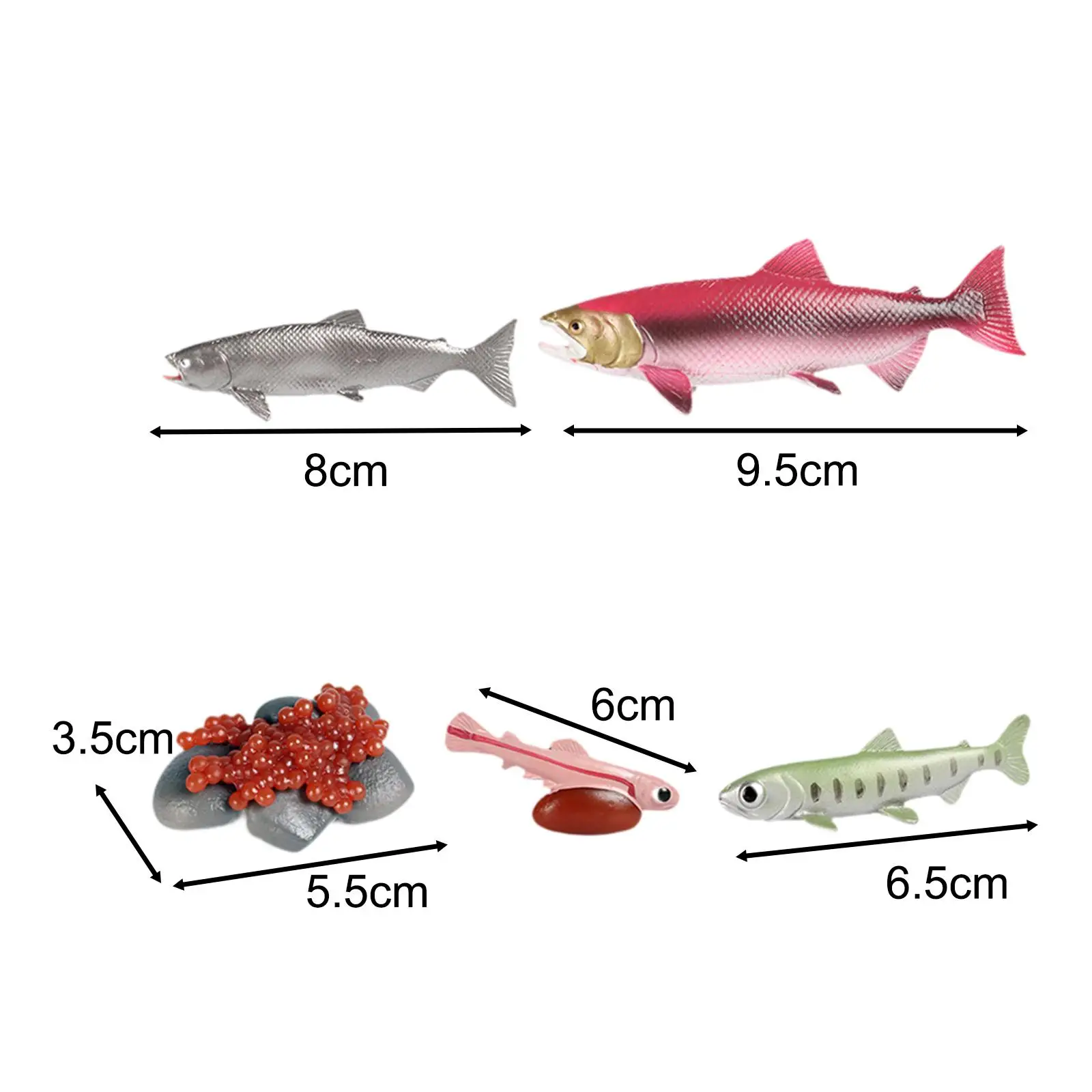 Life Cycle of Salmon Toys Science Biology Model Animal Growth Cycle Set for Games Teaching Daycare Storytelling Birthday Gifts