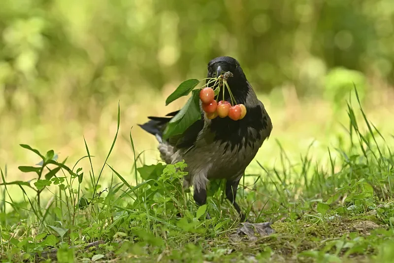 

Бесщеточный двигатель FLYWOO RB1003 14800KV (2,8 г, 1S) — высокоэффективное, стабильное управление для дронов Whoop/Toothpick