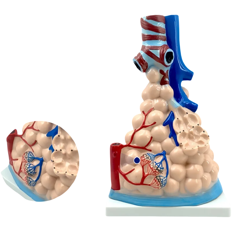 Medical Science Enlarged Plastic Magnified Human Pulmonary Alveoli Model Lung Model